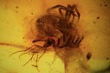 Detailed Fossil Fly (Diptera) & Spider (Aranea) In Baltic Amber #105481-2